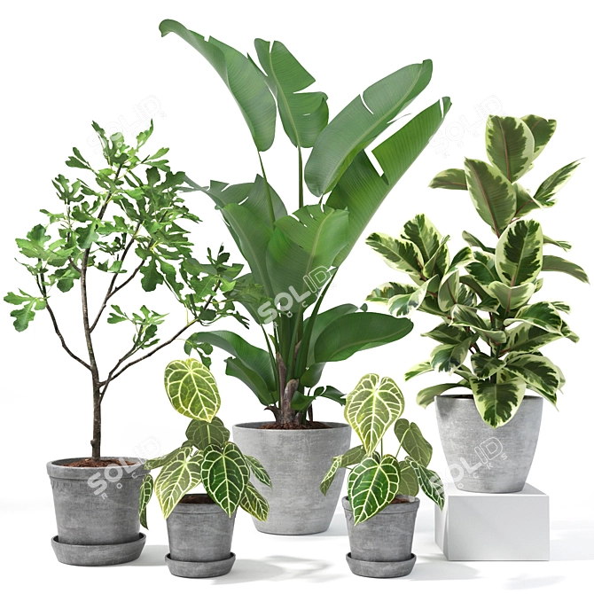 Tropical Plant Collection: Figs, Japanese Banana, Rubber Tree & Anthurium 3D model image 1