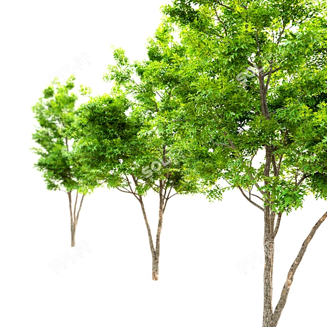 6m Ash Tree: 534,727 Polys, 768,305 Verts 3D model image 2