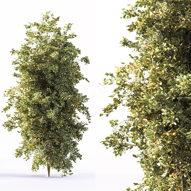 Autumn_Tree002: Stunning 2015 Centimeter-Scaled 3D Model 3D model image 1