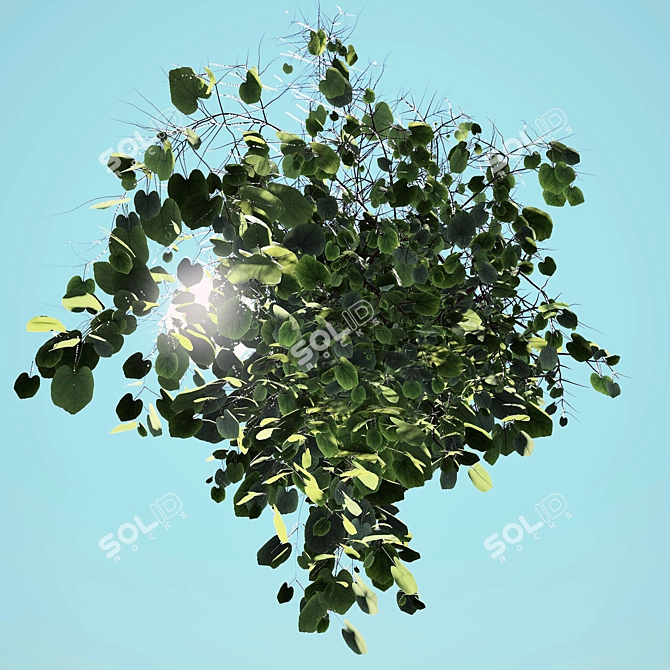 Jumbo Outdoor Plant: 1m x 1.5m x 2m 3D model image 3