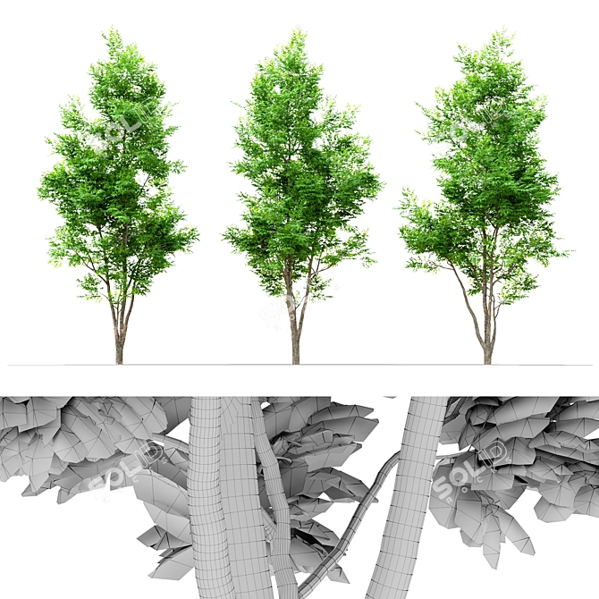 Tall and Majestic Ash Tree 3D model image 2