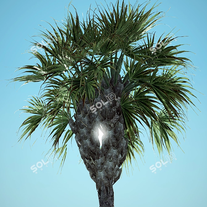 Tropical Paradise Palms 3D model image 4