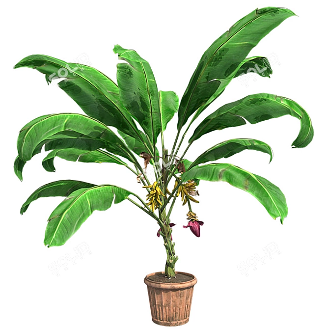 Tropical Delight: Banana Plant with Pot 3D model image 1