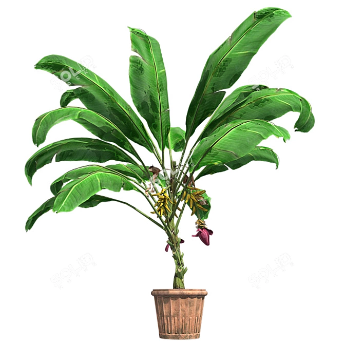Tropical Delight: Banana Plant with Pot 3D model image 2