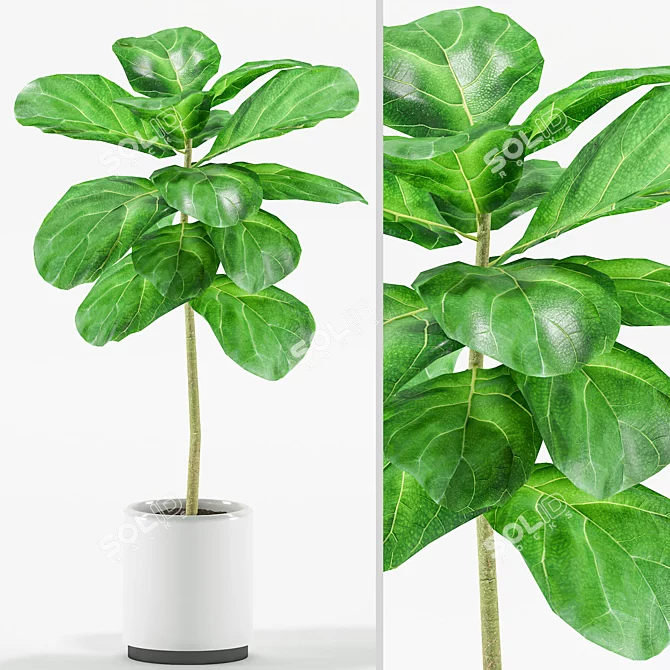 Fiddle-Leaf Fig Tree 3D Model 3D model image 1