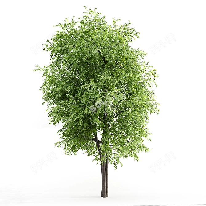 Corona Ash Tree: Elegant 3-Trunk Fraxinus 3D model image 2