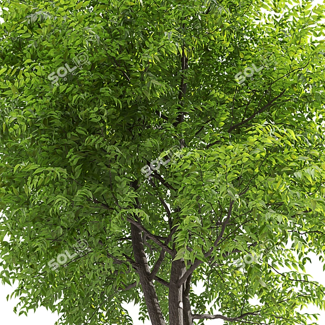 Corona Ash Tree: Elegant 3-Trunk Fraxinus 3D model image 3