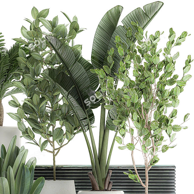 Tropical Plant Collection: Exotic Indoor Plants in White Pots 3D model image 4