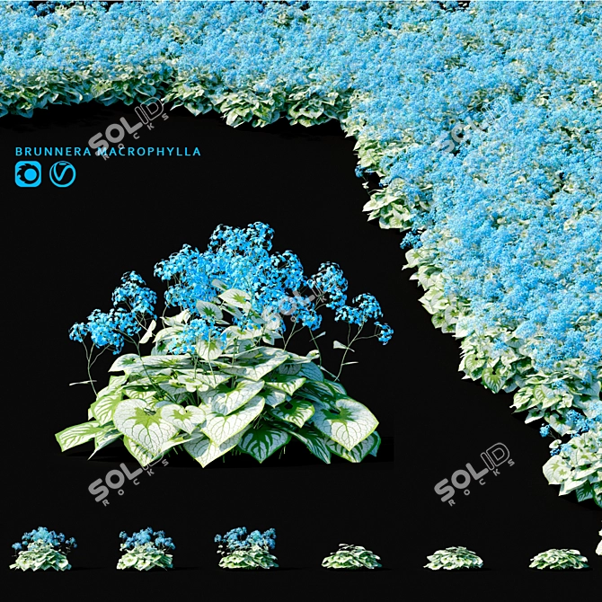 Large-Leaved Flowers | Brunnera macrophylla 3D model image 1