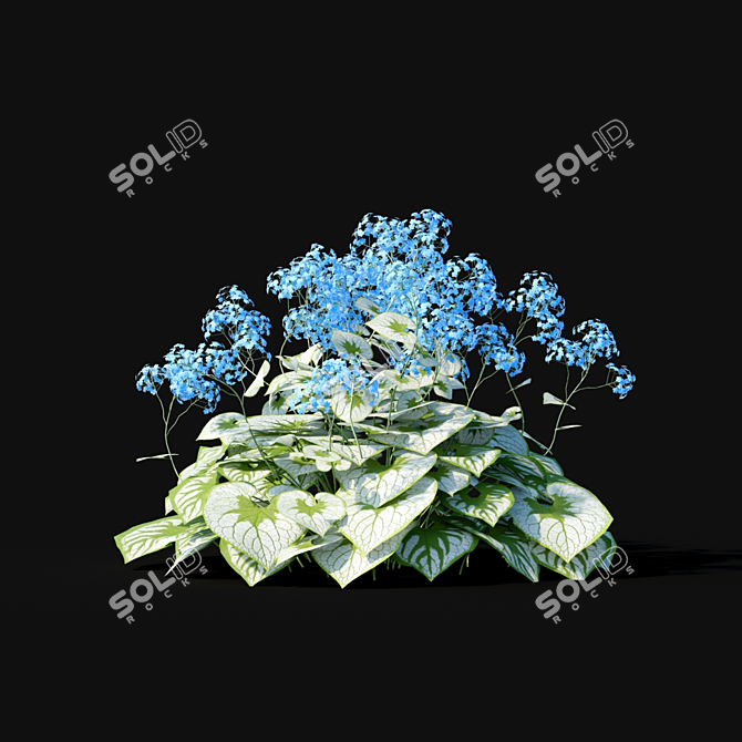 Large-Leaved Flowers | Brunnera macrophylla 3D model image 2