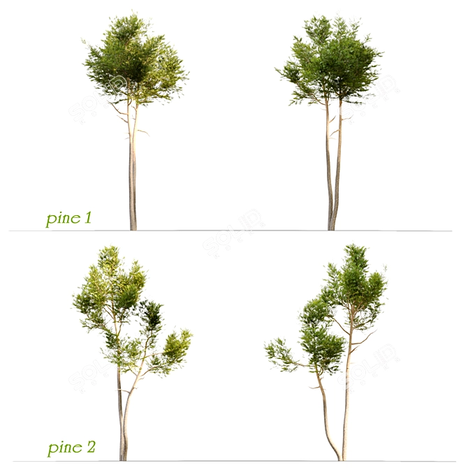 Evergreen Twin Beauties: Two Pine Trees 3D model image 2
