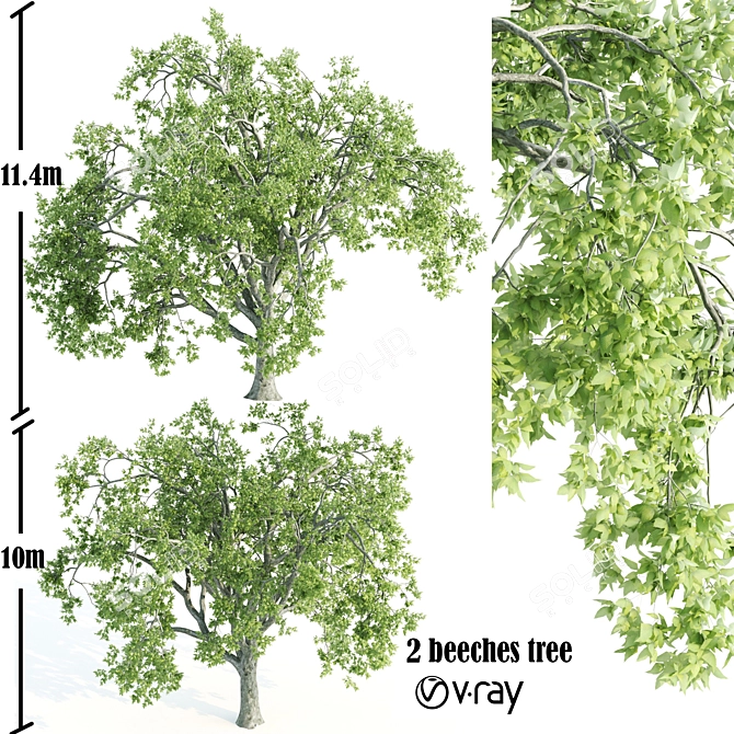 Twin Vray Beeches: 10-11m 3D model image 1
