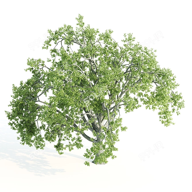 Twin Vray Beeches: 10-11m 3D model image 2