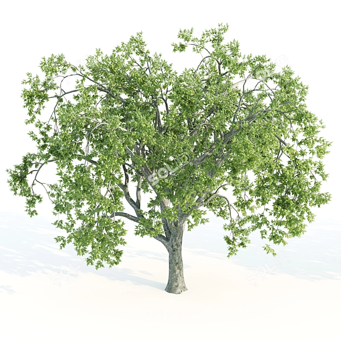 Twin Vray Beeches: 10-11m 3D model image 3