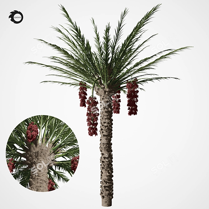 Tropical Paradise Palm Tree 3D model image 1