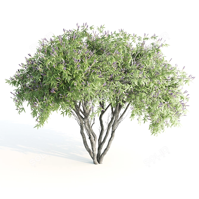 Tall Chasteberry Tree - 5-6m 3D model image 3