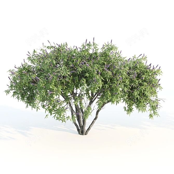 Tall Chasteberry Tree - 5-6m 3D model image 4