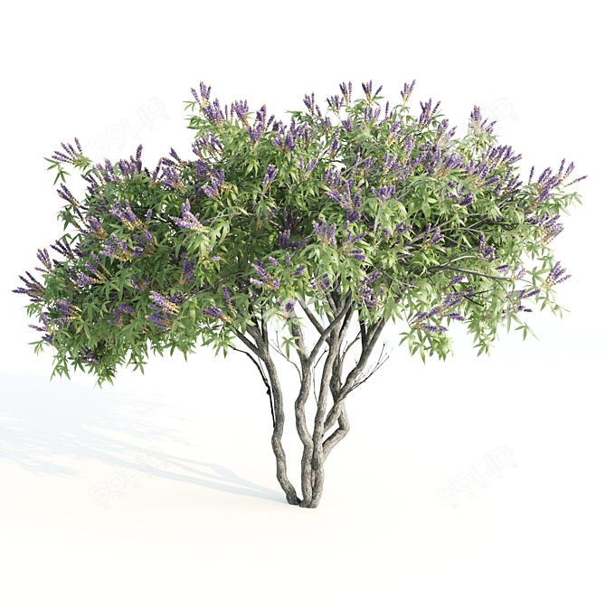 Tall Chasteberry Tree - 5-6m 3D model image 5