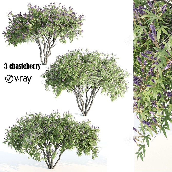 3 Chasteberry V-Ray 3D Models 3D model image 1