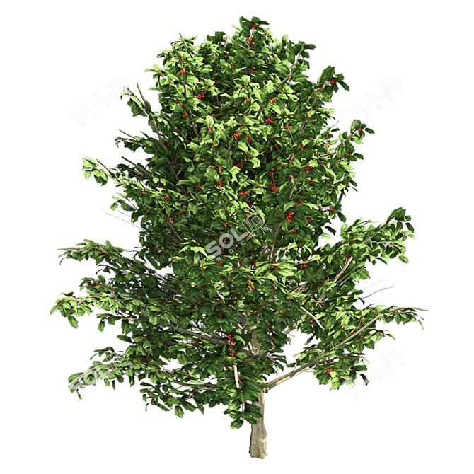  Pristine American Holly Shrub 3D model image 1