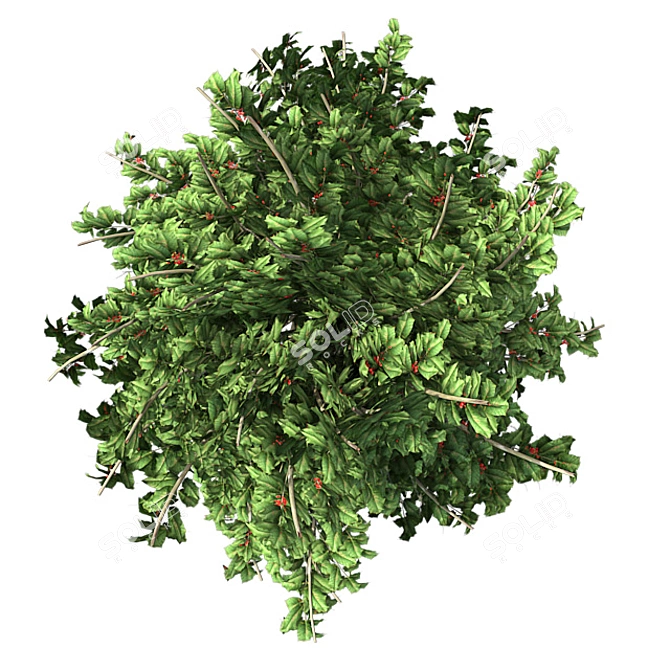  Pristine American Holly Shrub 3D model image 4