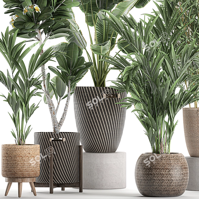 Tropical Oasis Plant Collection 3D model image 4