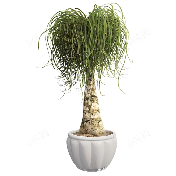 Succulent Beauty: Ponytail Palm 3D model image 1