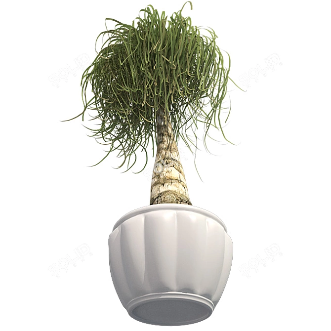 Succulent Beauty: Ponytail Palm 3D model image 3