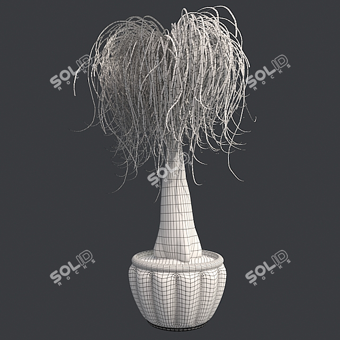 Succulent Beauty: Ponytail Palm 3D model image 5