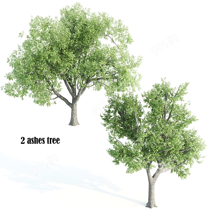 Towering Ash Trees - 12 & 13m 3D model image 1