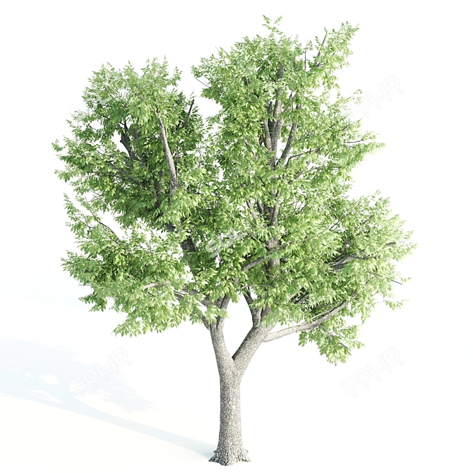 Towering Ash Trees - 12 & 13m 3D model image 2