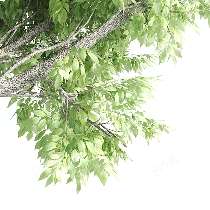 Towering Ash Trees - 12 & 13m 3D model image 4