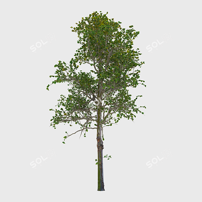 Title: Elegant White Birch Tree 3D model image 1