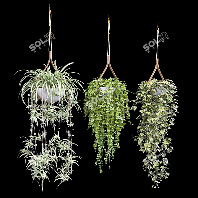 Hanging Plant Trio: Dyshidia, Chlorophytum, Heder 3D model image 1