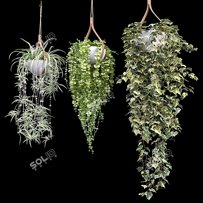 Hanging Plant Trio: Dyshidia, Chlorophytum, Heder 3D model image 2