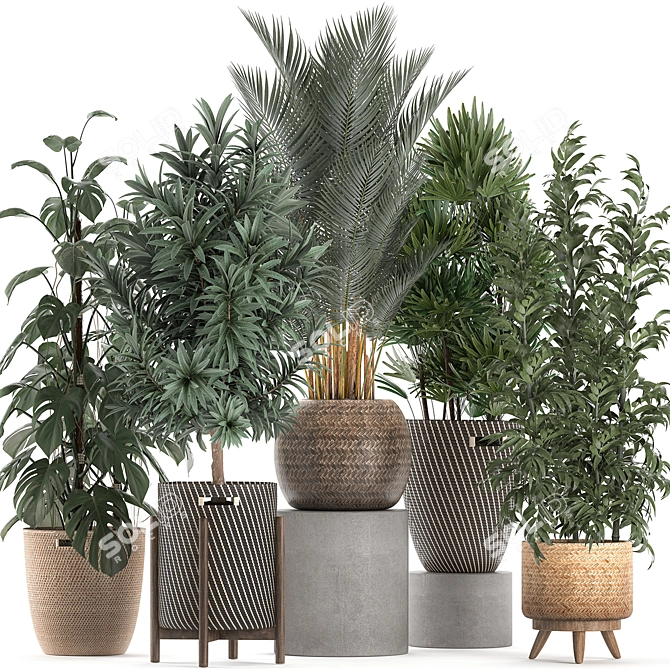 Indoor Plant Collection: Monstera, Bamboo Trees, Raphis Palm 3D model image 1