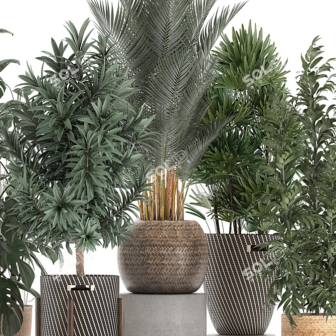 Indoor Plant Collection: Monstera, Bamboo Trees, Raphis Palm 3D model image 2