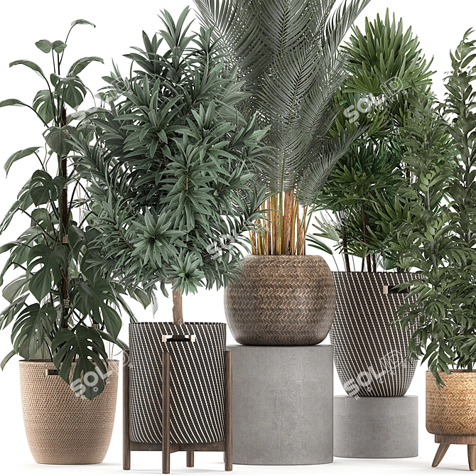 Indoor Plant Collection: Monstera, Bamboo Trees, Raphis Palm 3D model image 3