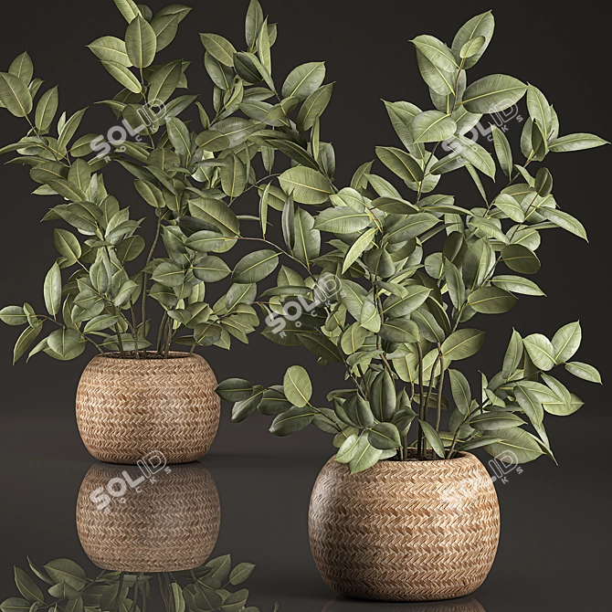 Indoor Plant Collection: Ficus Elastica in Rattan Basket 3D model image 1