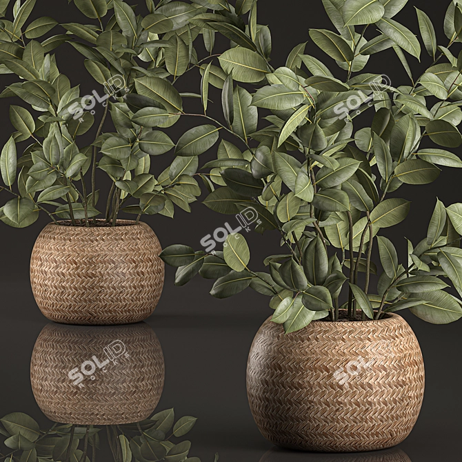 Indoor Plant Collection: Ficus Elastica in Rattan Basket 3D model image 2