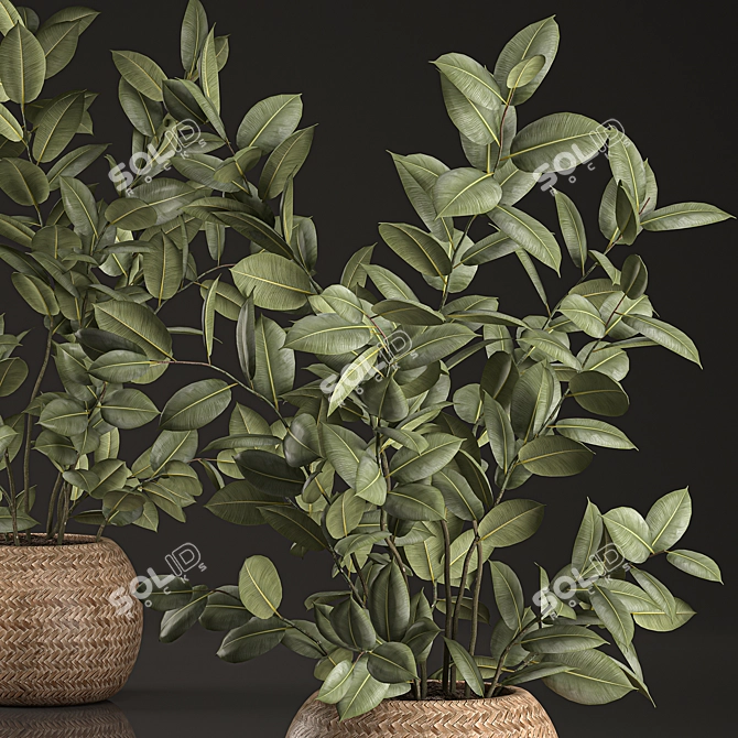 Indoor Plant Collection: Ficus Elastica in Rattan Basket 3D model image 3