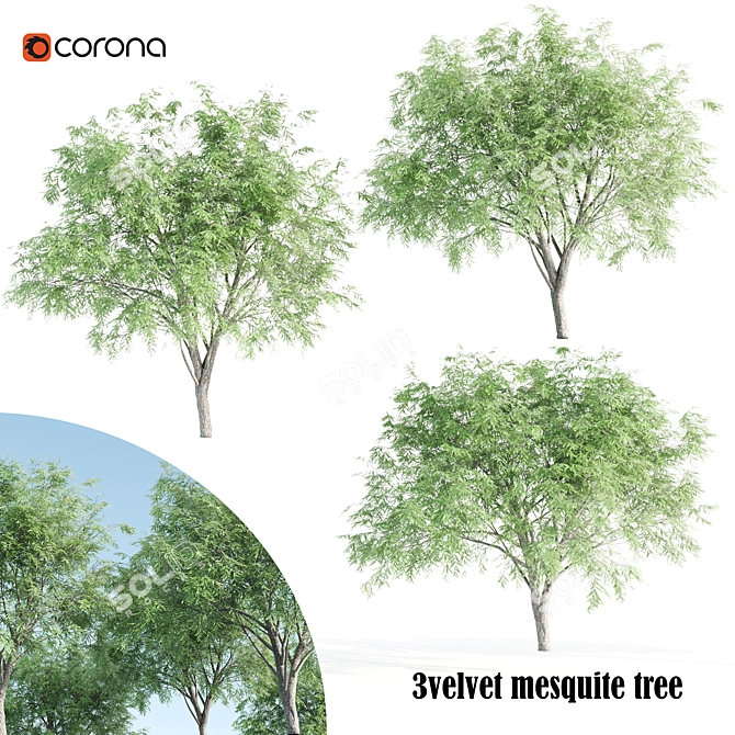 Velvet Mesquite Tree: 4.5-5.5m Height 3D model image 1