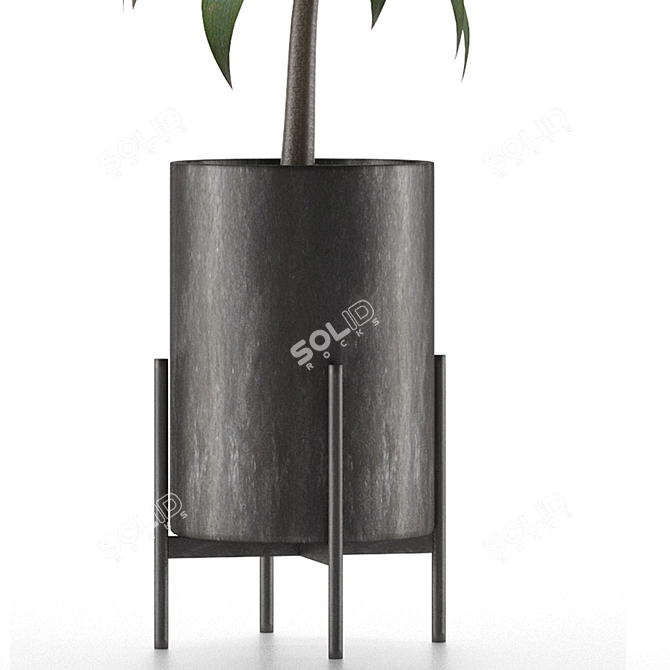 Exotic Decorative Palm Tree: House Plant 3D model image 3