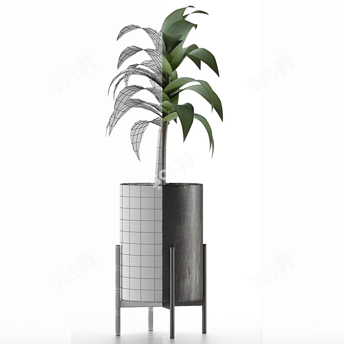 Exotic Decorative Palm Tree: House Plant 3D model image 4