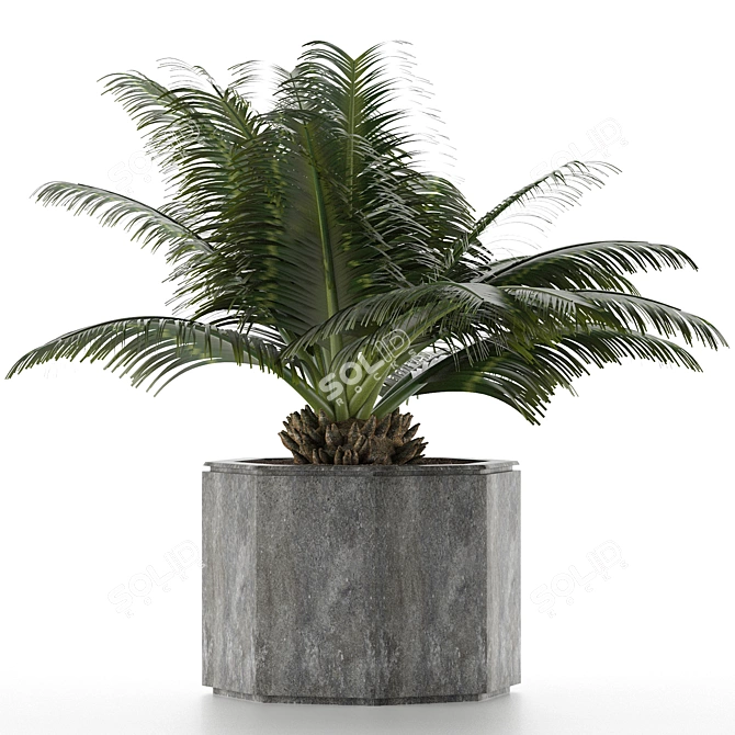 Exotic Palm Tree: House Plant 28 3D model image 2