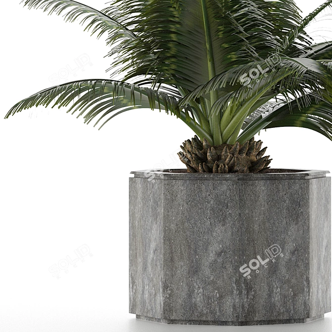 Exotic Palm Tree: House Plant 28 3D model image 3