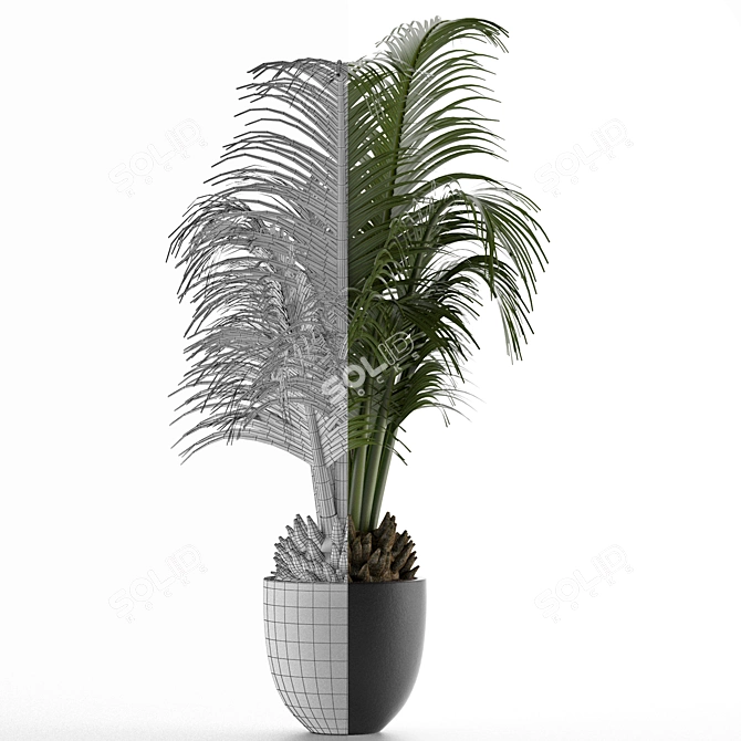 Exotic Palm Tree - Perfect Office Decor 3D model image 2