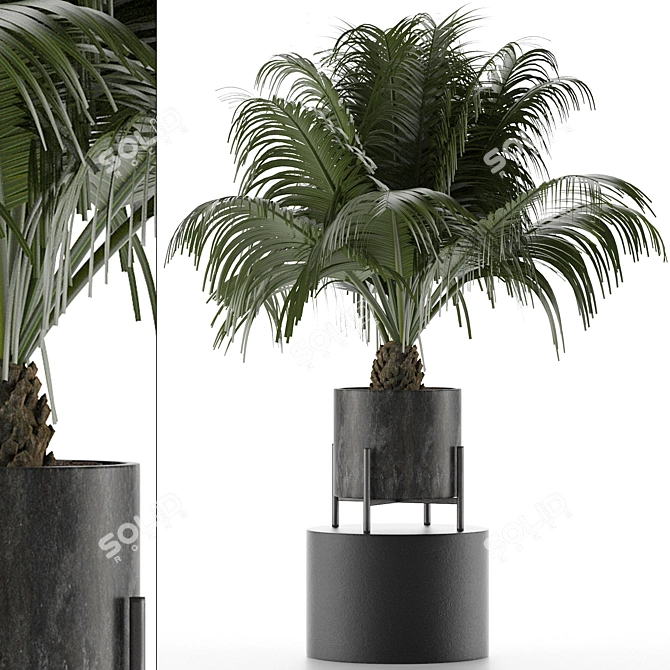 Exotic Palm Tree: House Plant 31 3D model image 1