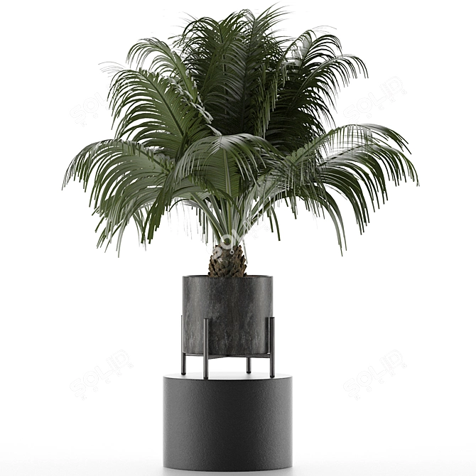 Exotic Palm Tree: House Plant 31 3D model image 3