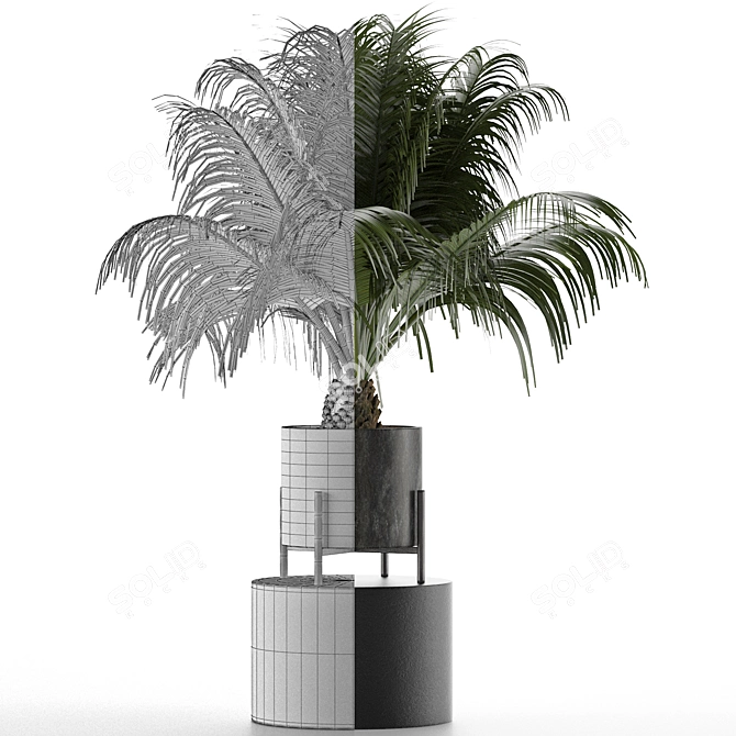 Exotic Palm Tree: House Plant 31 3D model image 4